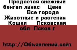 Продается снежный бенгал(линкс) › Цена ­ 25 000 - Все города Животные и растения » Кошки   . Псковская обл.,Псков г.